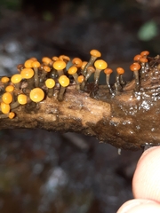 Vibrissea truncorum