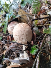 Macrolepiota bonaerensis