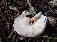 Macrolepiota bonaerensis