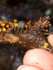 Vibrissea truncorum