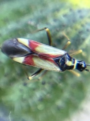 Tupiocoris californicus