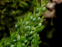 Hymenophyllum bivalve image