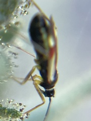 Tupiocoris californicus