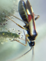 Tupiocoris californicus