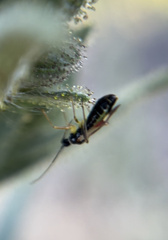 Tupiocoris californicus