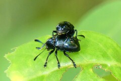 Platycorynus peregrinus