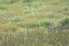 Ploceus hypoxanthus chryseus