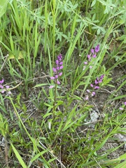 Polygala polygama