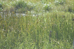 Ploceus hypoxanthus chryseus