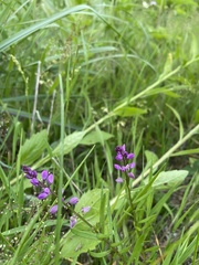 Polygala polygama