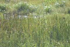 Ploceus hypoxanthus chryseus