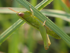 Dichromorpha elegans