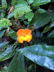 Nautilocalyx urticifolius