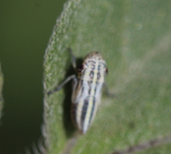 Cuerna costalis