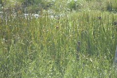 Ploceus hypoxanthus chryseus