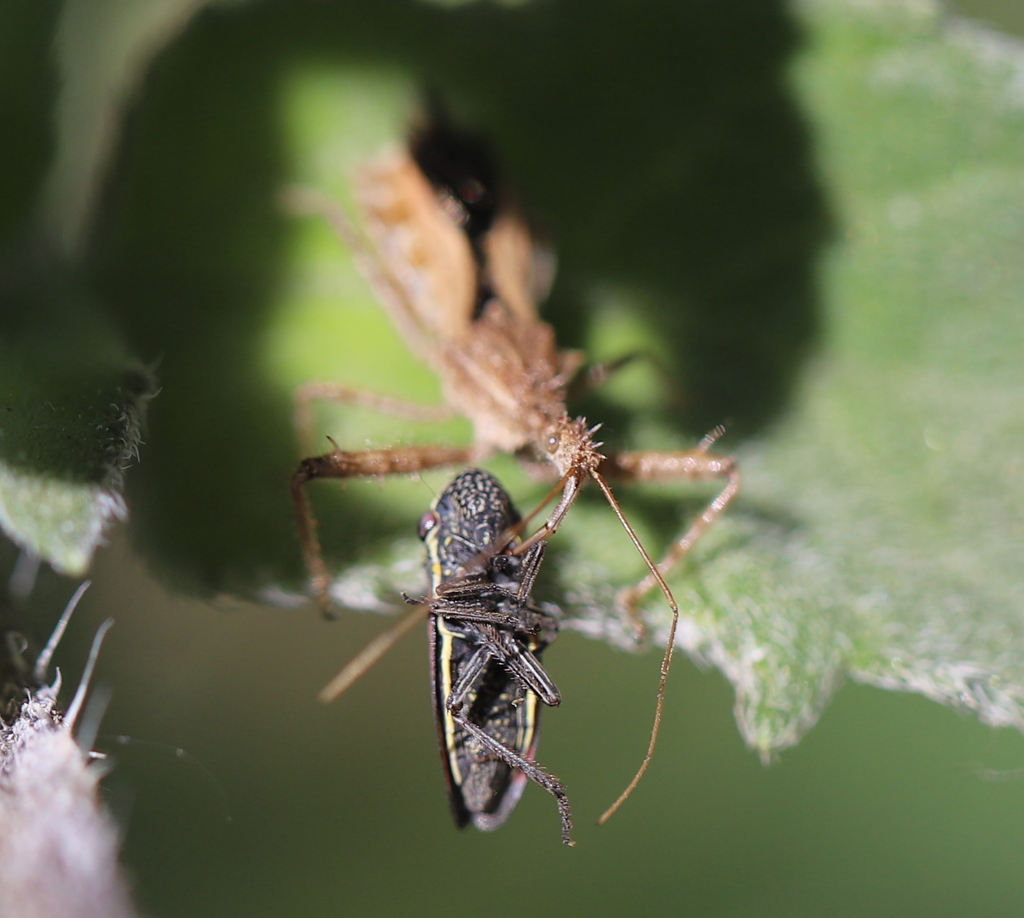 Spined Assassin Bug