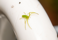 Cetratus rubropunctatus