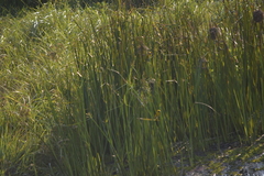Ploceus hypoxanthus chryseus