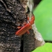 Cucujus clavipes puniceus - Photo no hay derechos reservados, subido por Leanne Stacy Reitan