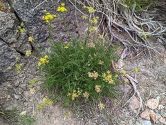 Cymopterus petraeus