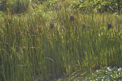 Ploceus hypoxanthus chryseus