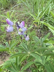 Lupinus perennis