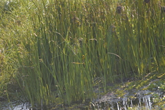 Ploceus hypoxanthus chryseus