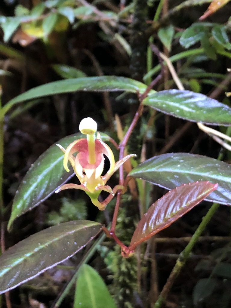 Burmeistera serraniaguae