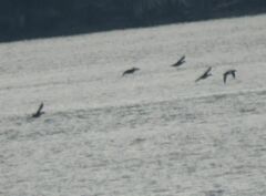 Melanitta perspicillata