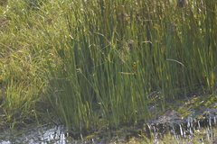 Ploceus hypoxanthus chryseus