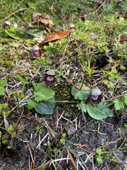 Corybas pruinosus