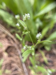 Cryptantha affinis