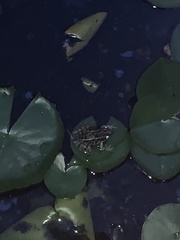 Lithobates palustris