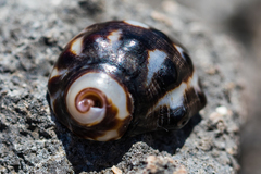 Nerita polita