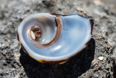 Nerita polita