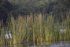Ploceus hypoxanthus chryseus