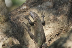 Ctenosaura acanthura