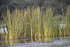 Ploceus hypoxanthus chryseus