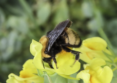 Bombus nevadensis