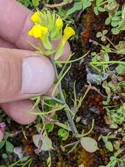 Castilleja lacera