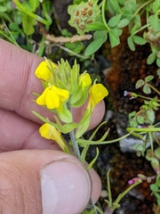 Castilleja lacera