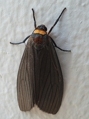 Macrobrochis staudingeri