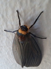 Macrobrochis staudingeri