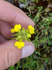 Castilleja lacera