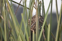 Ploceus hypoxanthus chryseus