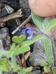 Trichostema oblongum