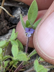 Trichostema oblongum