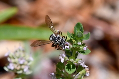 Triepeolus subnitens