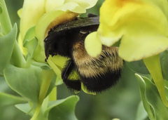 Bombus nevadensis