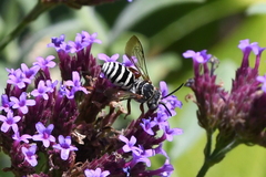 Triepeolus subnitens